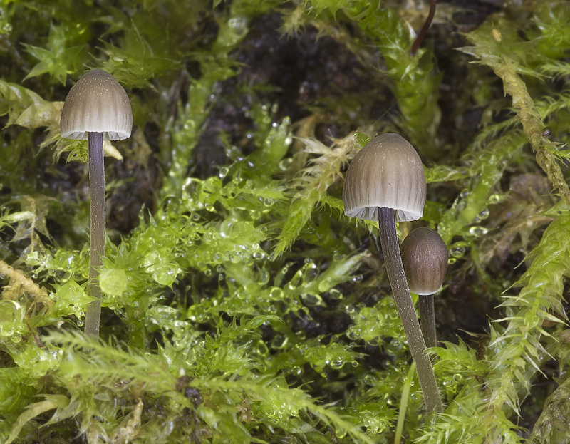 Mycena erubescens